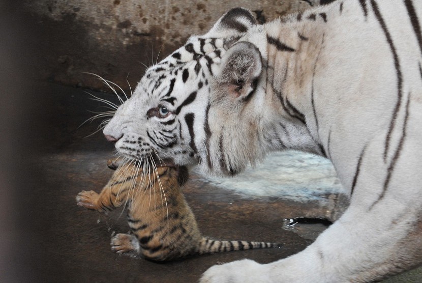 Detail Foto Anak Harimau Nomer 29