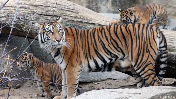 Detail Foto Anak Harimau Nomer 48