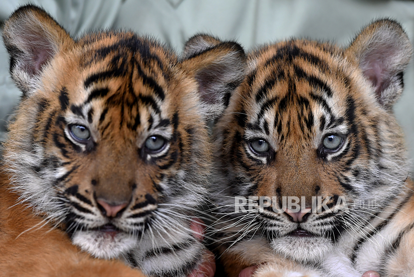 Detail Foto Anak Harimau Nomer 8