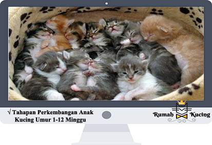 Detail Foto Anak Kucing Anggora Nomer 23