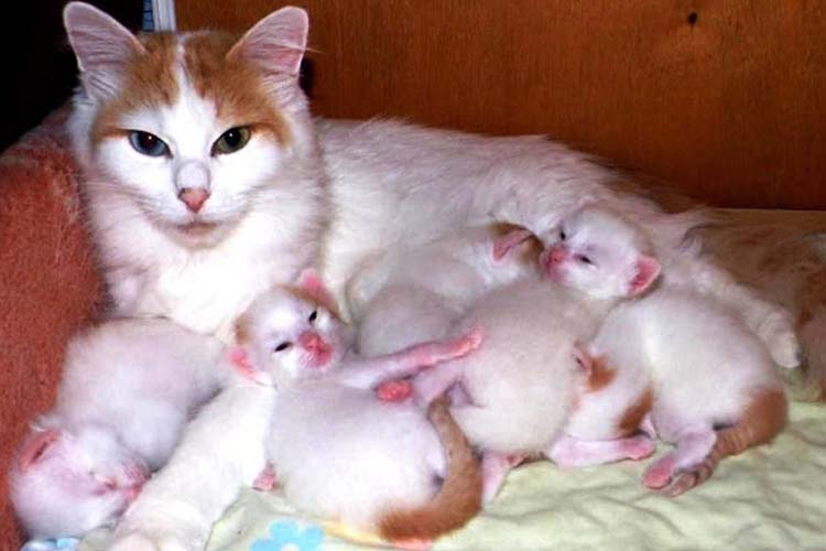 Detail Foto Anak Kucing Anggora Baru Lahir Nomer 16