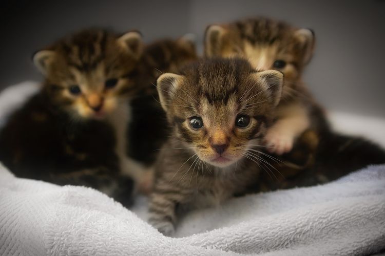 Detail Foto Anak Kucing Anggora Baru Lahir Nomer 18