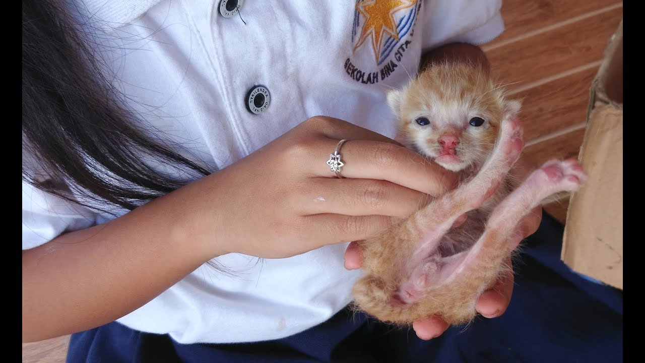 Detail Foto Anak Kucing Imut Nomer 10