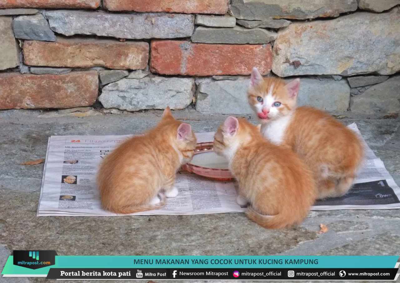 Detail Foto Anak Kucing Kampung Nomer 24