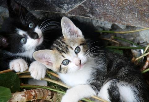 Detail Foto Anak Kucing Kampung Nomer 30