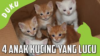 Detail Foto Anak Kucing Lucu Nomer 38