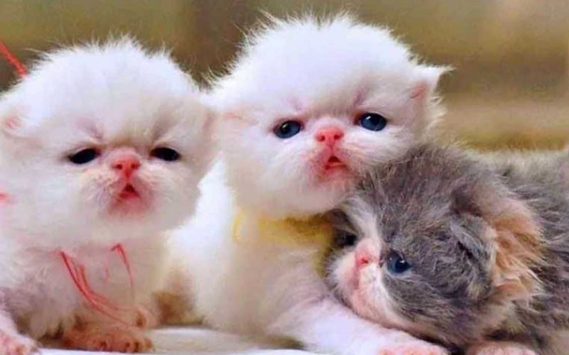 Detail Foto Anak Kucing Persia Baru Lahir Nomer 11