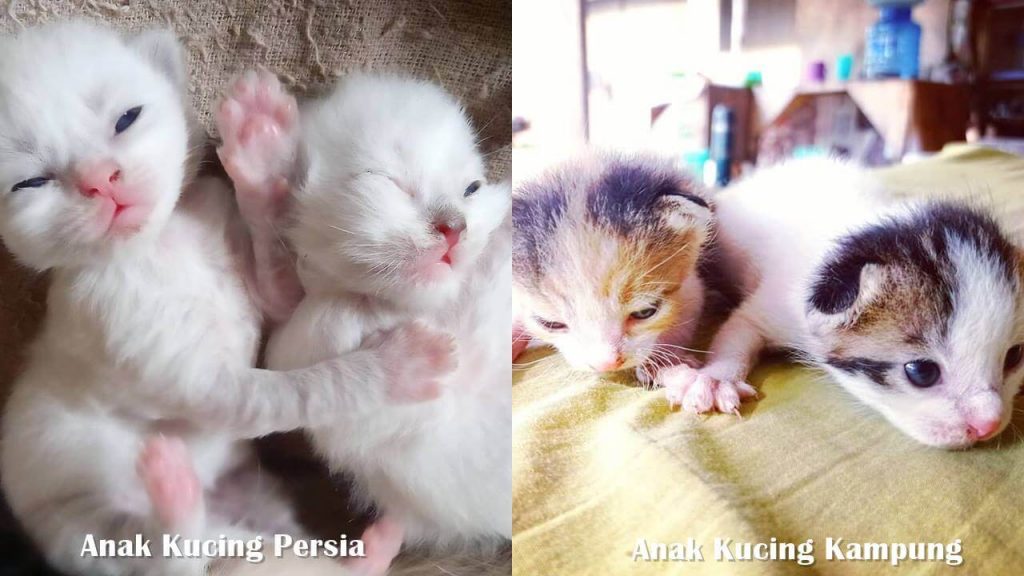 Detail Foto Anak Kucing Persia Baru Lahir Nomer 12