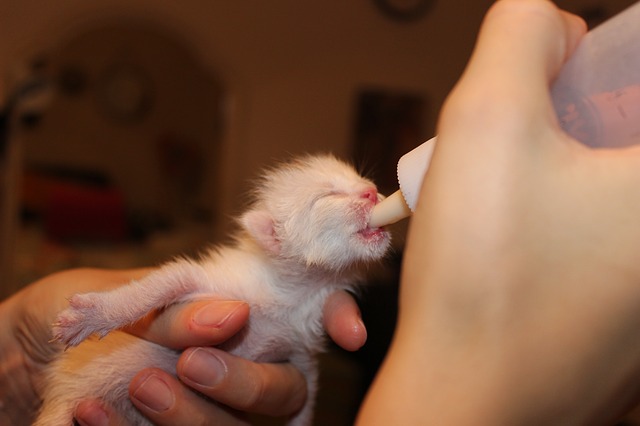 Detail Foto Anak Kucing Persia Baru Lahir Nomer 14