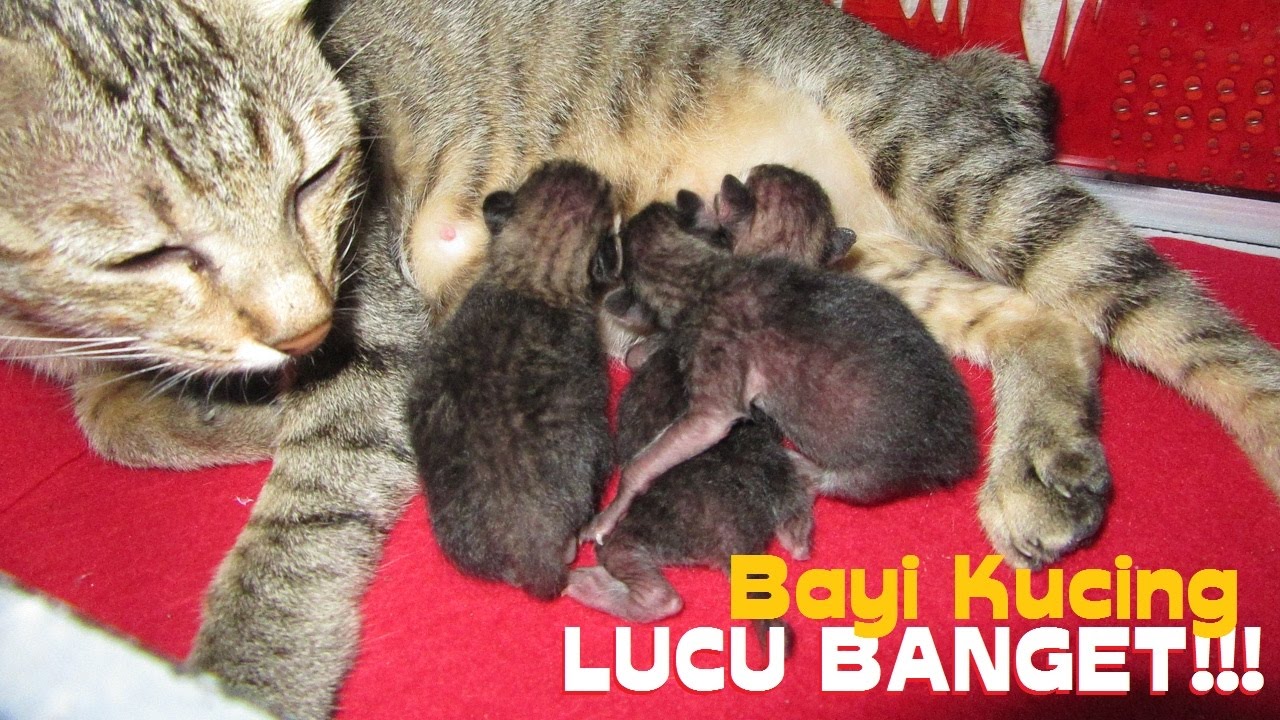 Detail Foto Anak Kucing Persia Baru Lahir Nomer 17