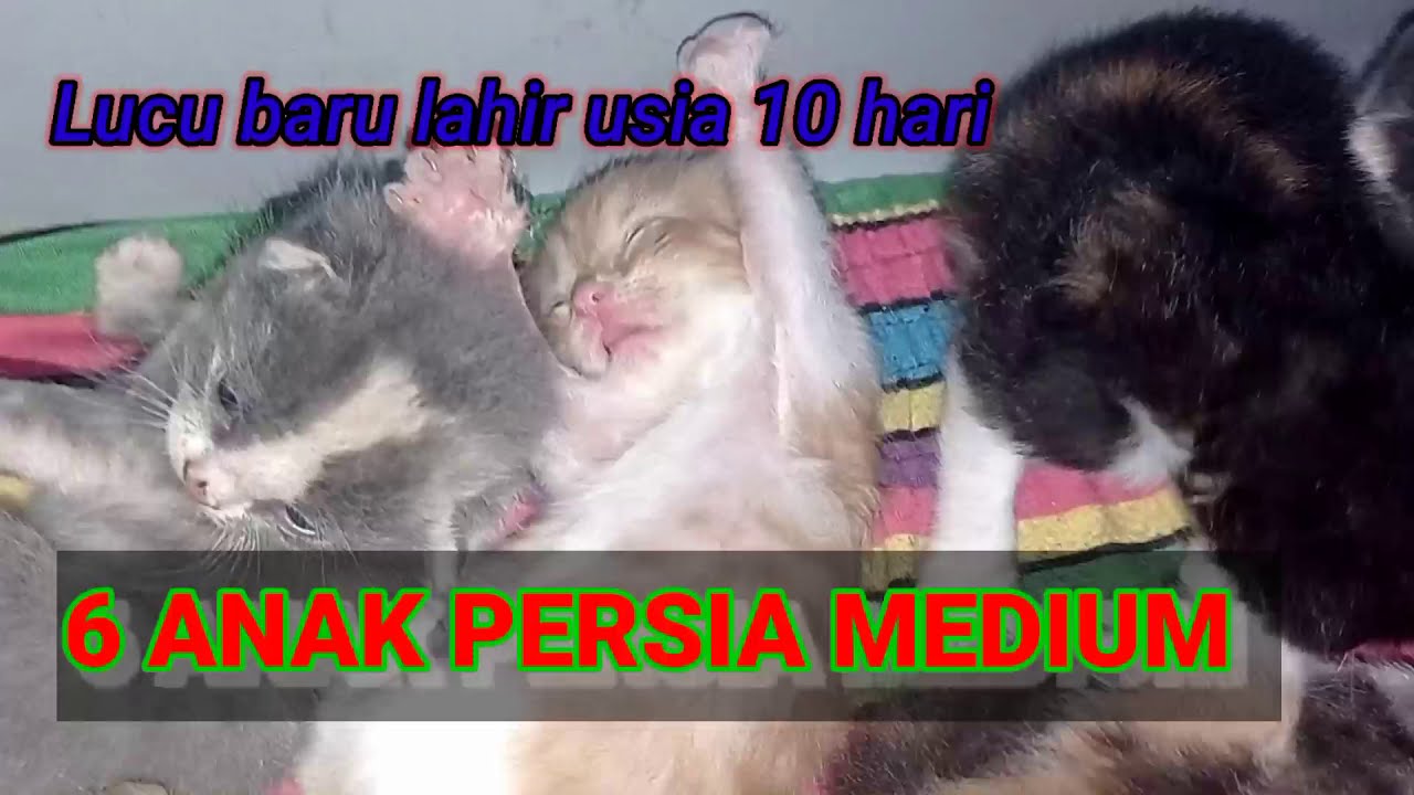 Detail Foto Anak Kucing Persia Baru Lahir Nomer 23