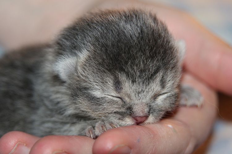 Detail Foto Anak Kucing Persia Baru Lahir Nomer 4