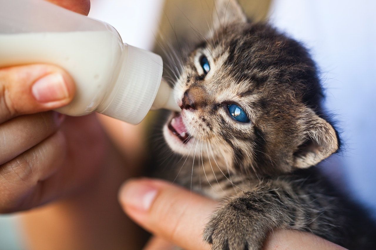 Detail Foto Anak Kucing Persia Baru Lahir Nomer 28