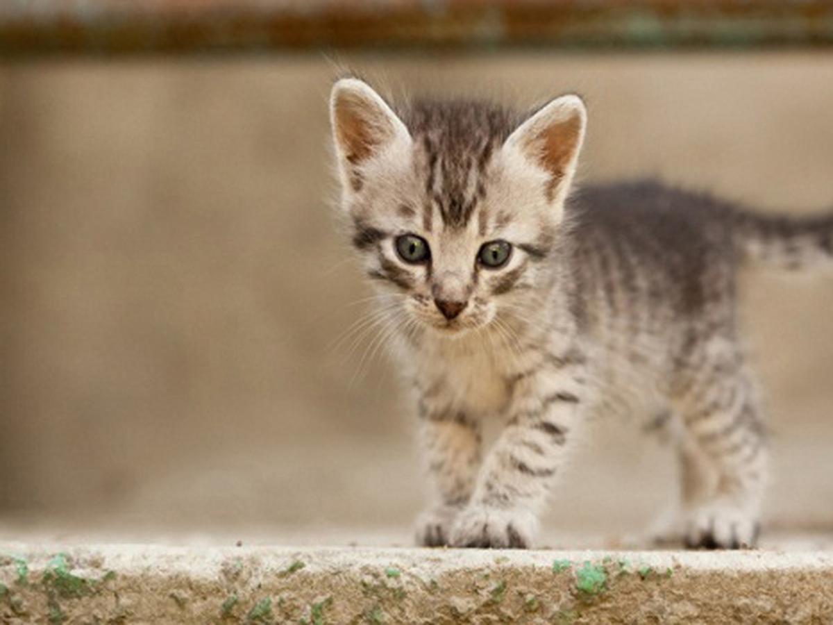 Detail Foto Anak Kucing Persia Baru Lahir Nomer 41