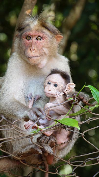 Detail Foto Anak Monyet Nomer 18