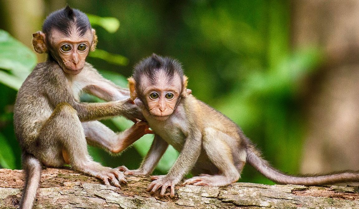 Detail Foto Anak Monyet Nomer 3