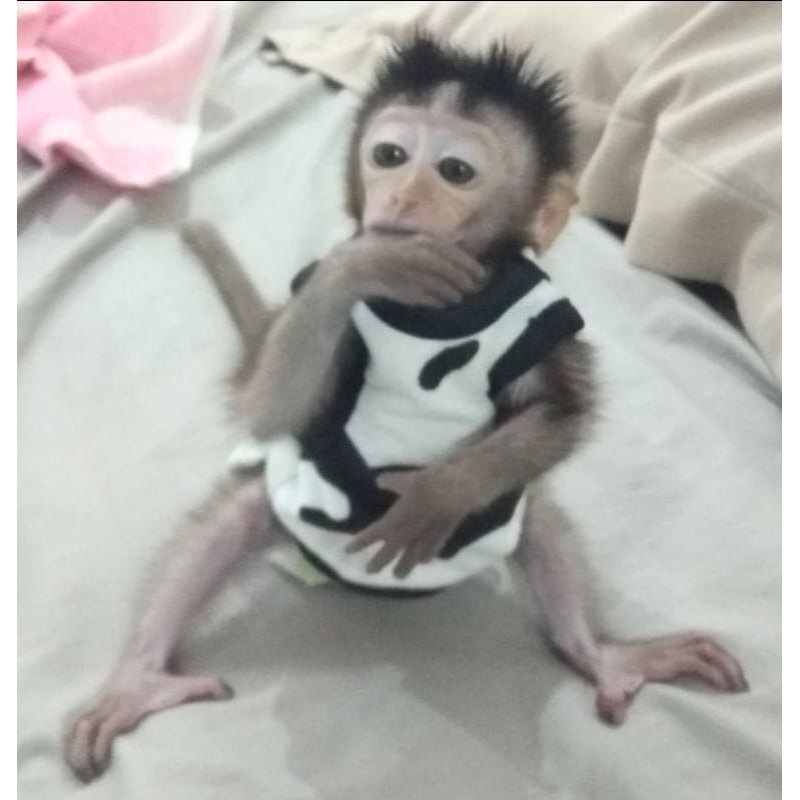Detail Foto Anak Monyet Lucu Nomer 24