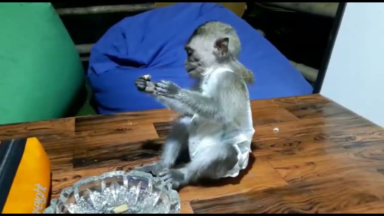 Video Unboxing Bayi Monyet: 'Menonton Sama Saja Mendukung Perburuan Dan Perdagangan Satwa Ilegal' - Bbc News Indonesia