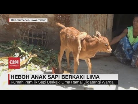 Detail Foto Anak Sapi Nomer 30