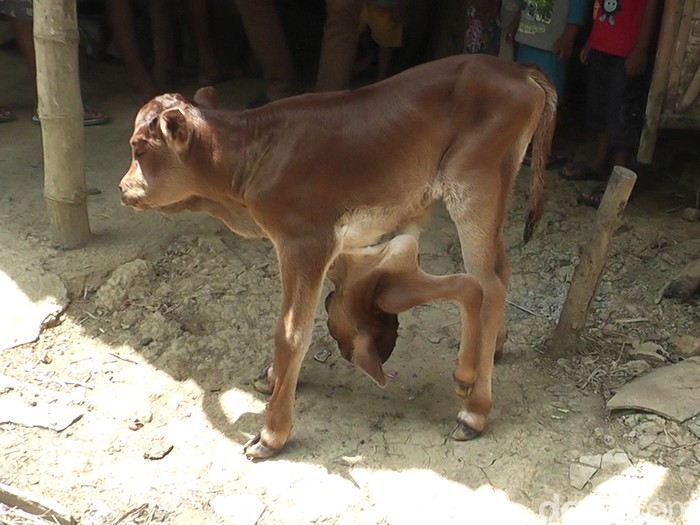 Detail Foto Anak Sapi Nomer 5