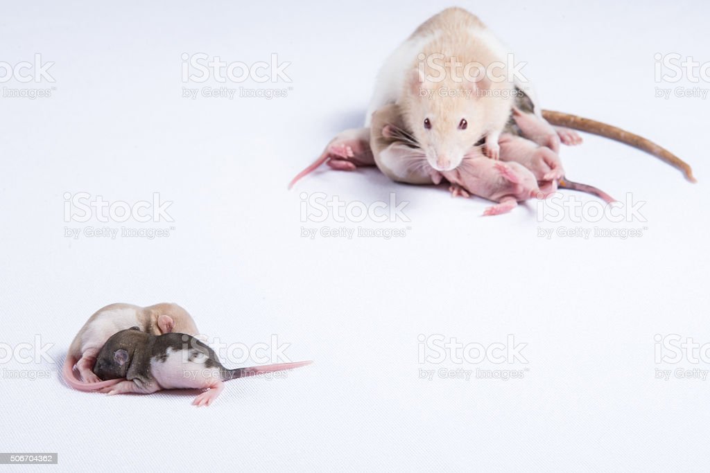 Detail Foto Anak Tikus Nomer 27