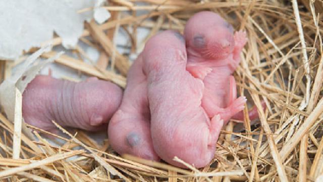 Detail Foto Anak Tikus Nomer 10