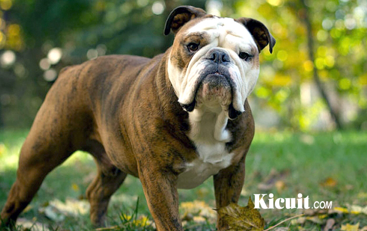 Detail Foto Anjing Bulldog Nomer 20