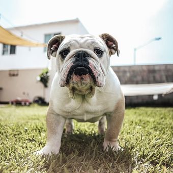 Detail Foto Anjing Bulldog Nomer 3