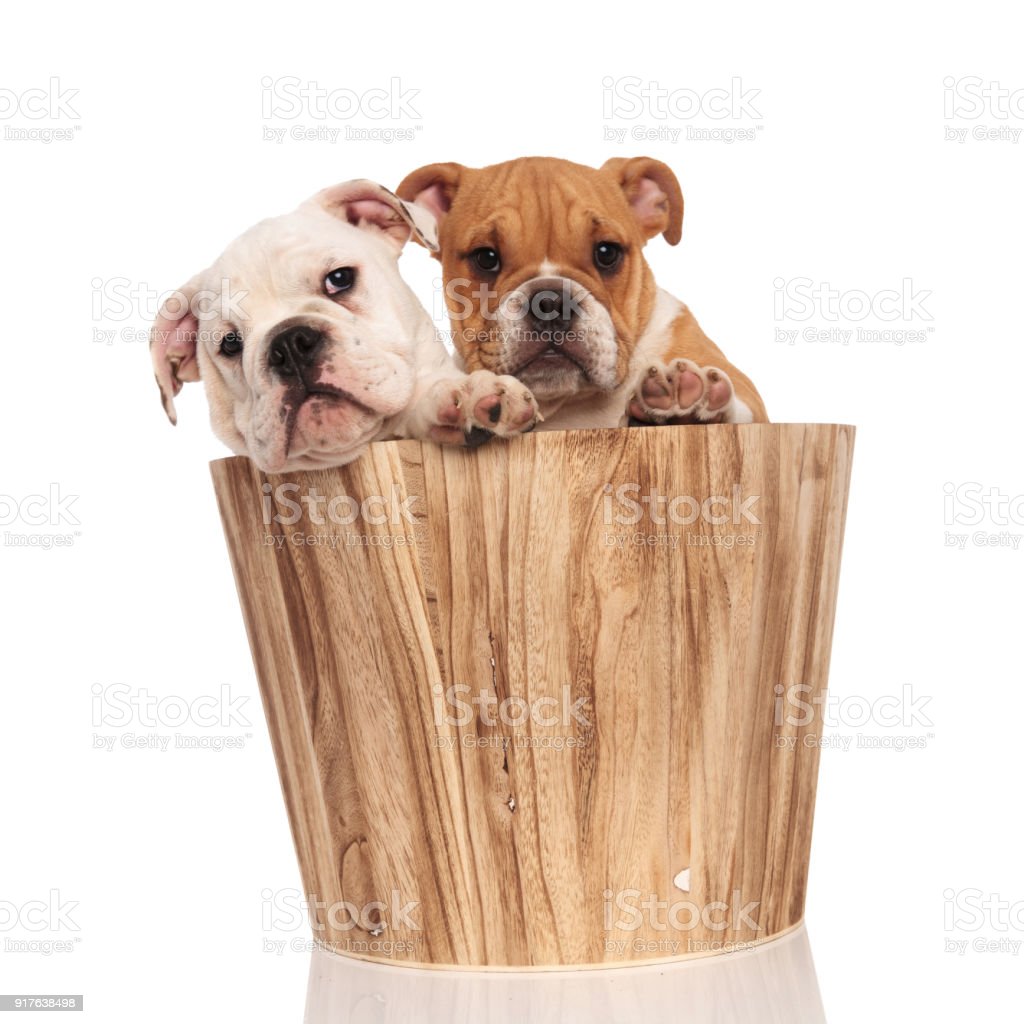 Detail Foto Anjing Bulldog Nomer 35