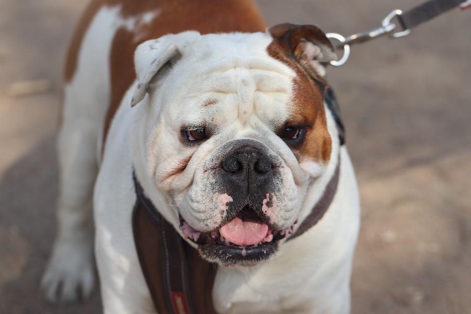 Detail Foto Anjing Bulldog Nomer 42