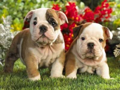 Download Foto Anjing Bulldog Nomer 53