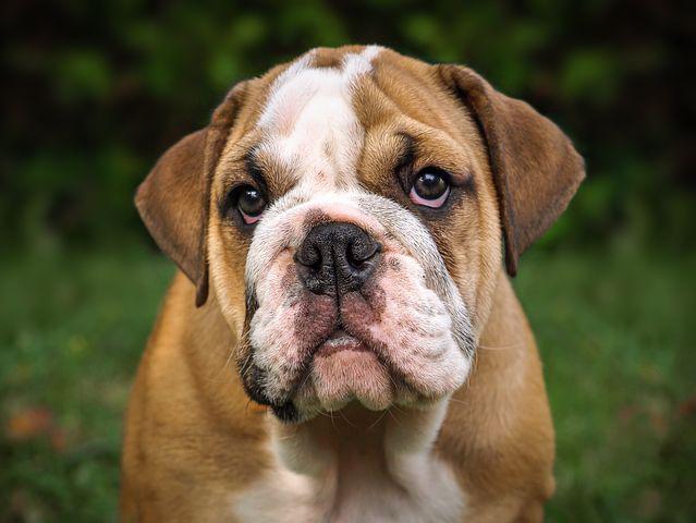 Detail Foto Anjing Bulldog Nomer 9