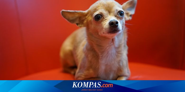 Detail Foto Anjing Chihuahua Nomer 16