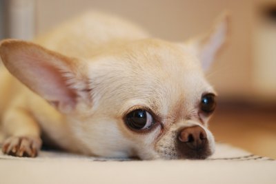 Detail Foto Anjing Kecil Yang Lucu Nomer 16