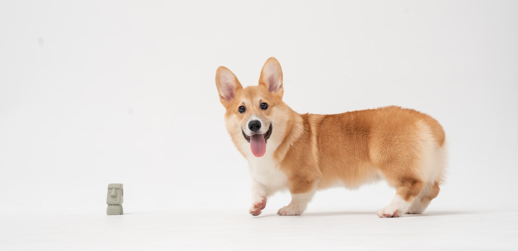 Detail Foto Anjing Kecil Yang Lucu Nomer 18