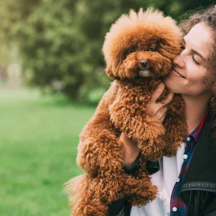 Detail Foto Anjing Kecil Yang Lucu Nomer 38