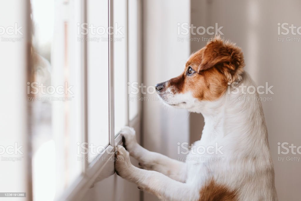 Detail Foto Anjing Kecil Yang Lucu Nomer 45