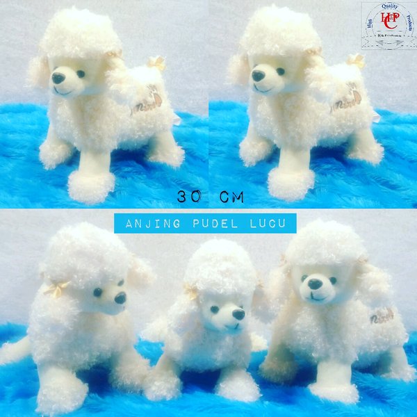 Detail Foto Anjing Lucu Imut Nomer 30