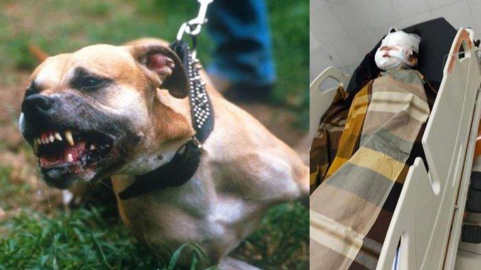 Detail Foto Anjing Pitbull Nomer 28