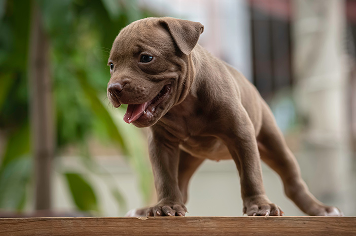 Detail Foto Anjing Pitbull Nomer 31