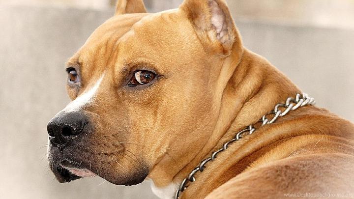 Detail Foto Anjing Pitbull Nomer 37