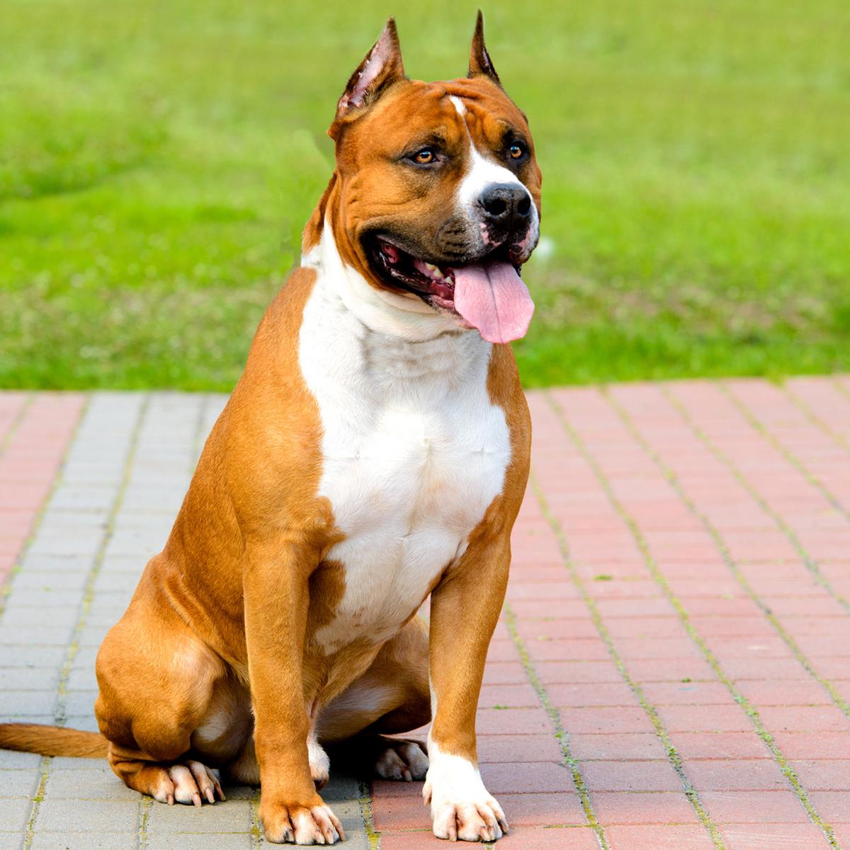 Detail Foto Anjing Pitbull Nomer 40