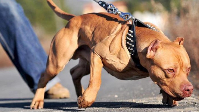 Detail Foto Anjing Pitbull Nomer 9