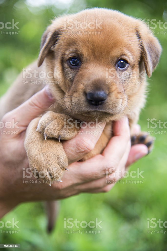 Detail Foto Anjing Yang Lucu Nomer 38