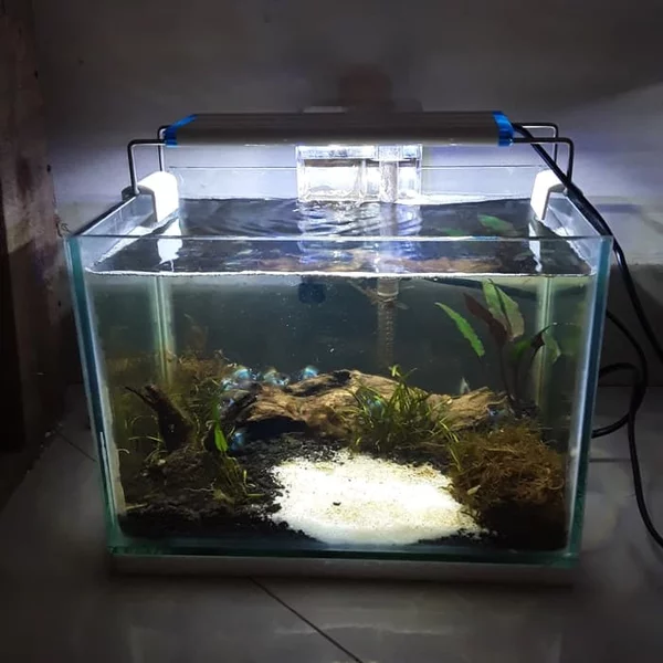 Detail Foto Aquarium Mini Nomer 9