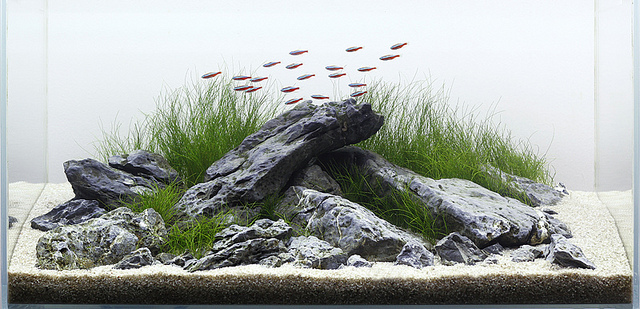 Detail Foto Aquascape Iwagumi Nomer 16