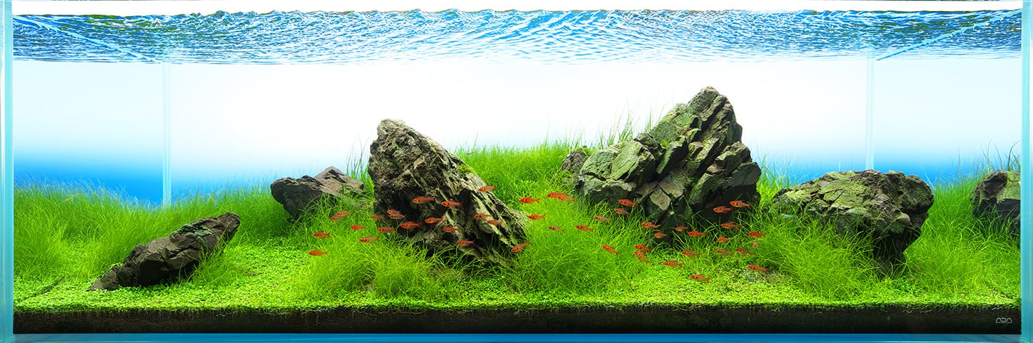 Detail Foto Aquascape Iwagumi Nomer 29