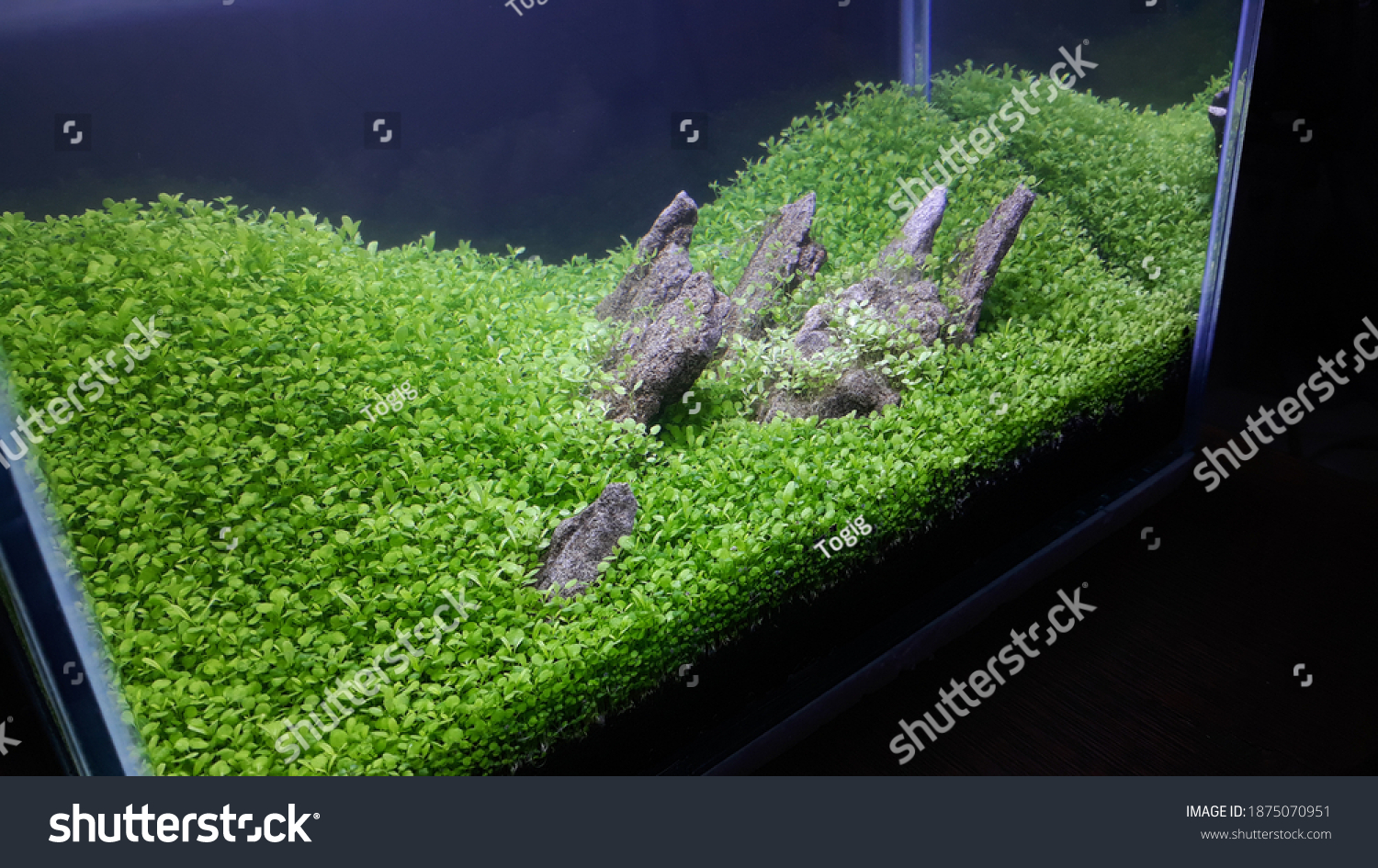 Detail Foto Aquascape Iwagumi Nomer 34