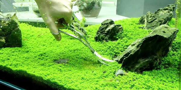 Detail Foto Aquascape Iwagumi Nomer 48