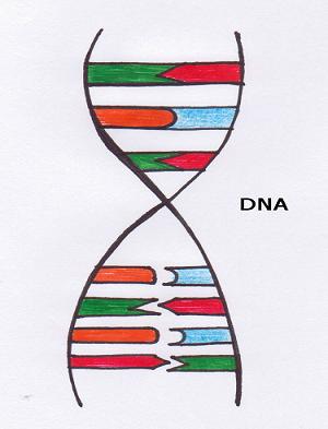 Detail Dna Malen Nomer 2